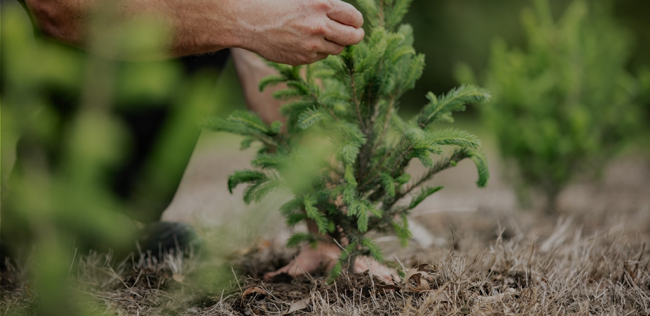 Sustainably sourced forest floor logs processed by Wholesale Firewood Supplies