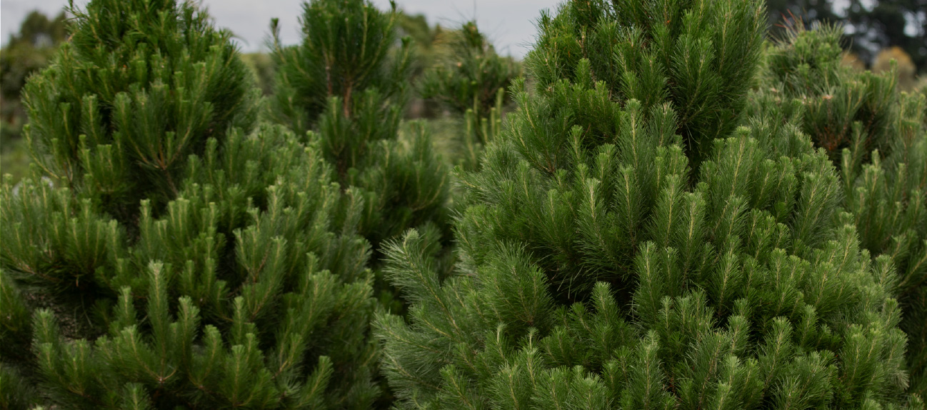 Wholesale Firewood Supplies buys logs from forests where growers replant new trees to improve green energy
