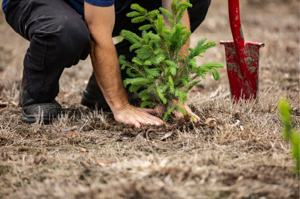 Planting for the future